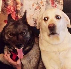 two dogs sitting next to each other with their mouths open