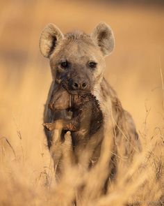 a hyena in the wild eating a piece of food with it's mouth open