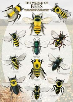 the world of bees, with their names and pictures on each bee's wings