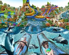 the water park with dolphins and people in it