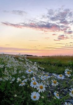 the sun is setting over a field full of daisies