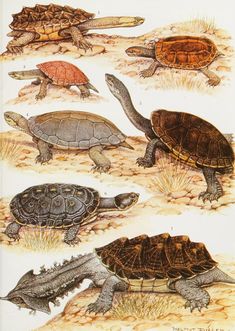 four different types of turtles on the ground