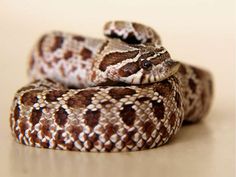 a close up of a snake on a table