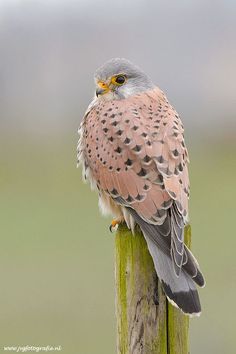 a bird sitting on top of a wooden post