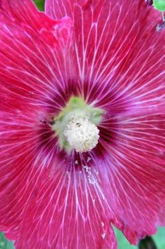 a large pink flower with white stamens