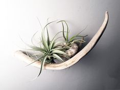 an air plant hanging from the side of a wall