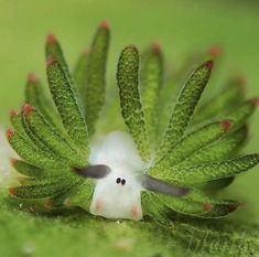 a close up of a green leaf with red dots