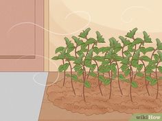 a plant growing out of the ground in front of a door with water coming from it