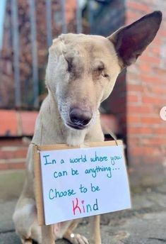 a dog holding a sign that says in a world where you can be anything choose to be kind