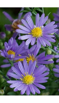 purple flowers with yellow centers in the middle