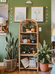 a green wall with plants and pictures on the shelves in front of it, along with other houseplants