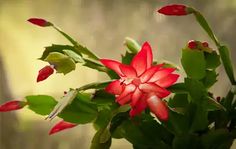 a red flower with green leaves on it