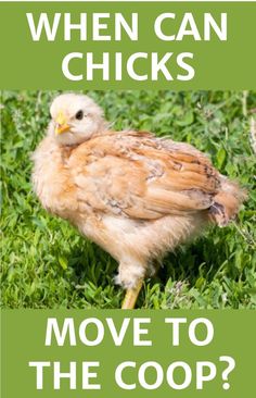 a chicken is standing in the grass with text that reads, when can chickens move to the coop?