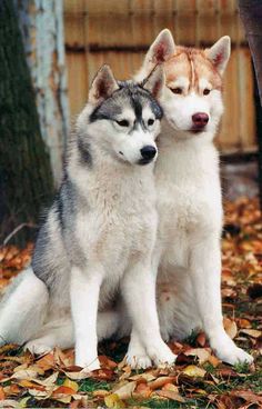 two husky dogs sitting next to each other on top of leaf covered ground in front of a tree