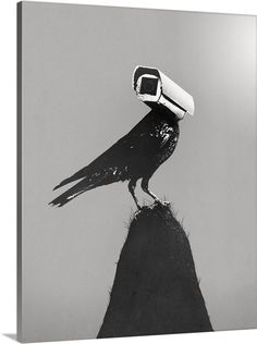 a black and white photo of a bird with a camera on it's head