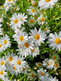 white and yellow flowers with green stems in the background