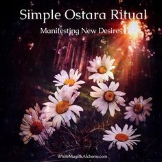 white daisies with the words simple ostra ritual manifising new desses