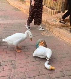 two ducks and one duckling are standing on the brick sidewalk while people walk by