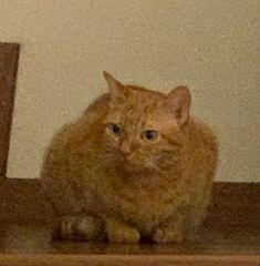 an orange cat sitting on top of a wooden shelf