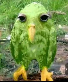 a green bird sitting on top of a tree branch in front of some grass and bushes