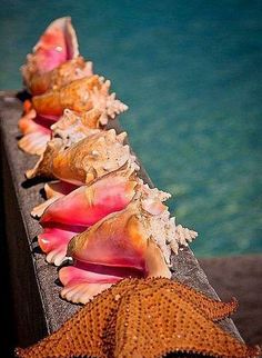 several seashells are lined up on a table next to the water and color swatches