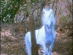 a white horse is standing in the woods