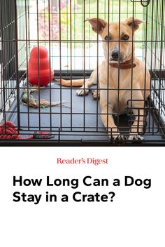 a dog in a cage with the words how long can a dog stay in a crate?