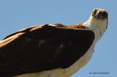 the large bird is sitting on top of the tree branch