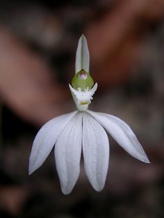 a small white flower with a green center