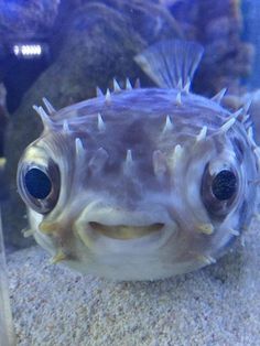 a close up of a fish in an aquarium looking at the camera with big eyes