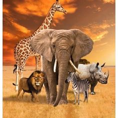 an elephant, giraffe, zebra and other animals are standing in the grass