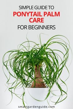 a potted plant with the words simple guide to ponytailtail palm care for beginners