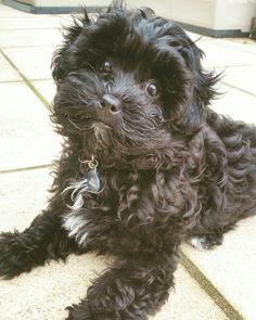 a small black dog laying on top of a tile floor next to a building and looking at the camera