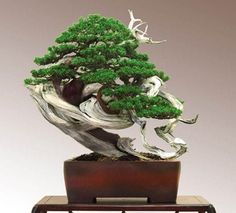 a bonsai tree is displayed on a table