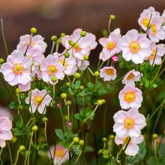 pink flowers with yellow centers are in the grass