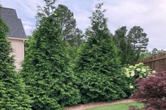 some very pretty green trees in the yard