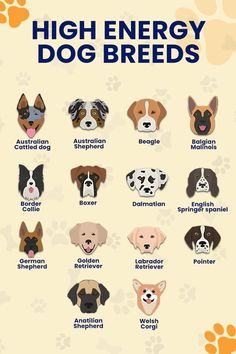 an animal poster with the words high energy dog breeds