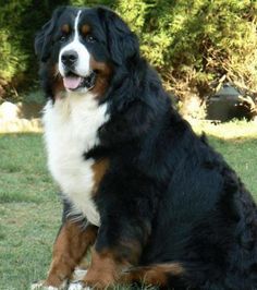 a large black and brown dog sitting in the grass