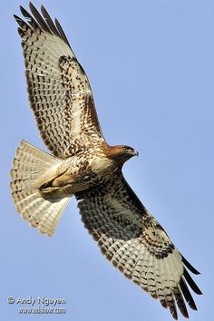 a bird flying in the air with its wings spread