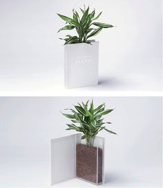 two images of a plant in a white box