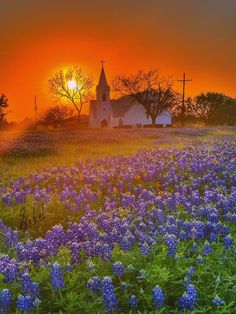 the sun is setting over a field full of wildflowers in front of a church