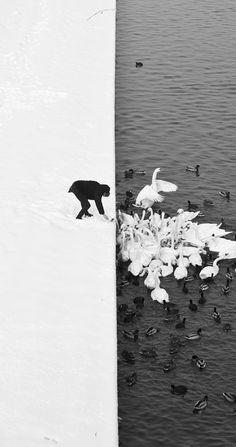 black and white photograph of birds flying in the air over water with one bird standing on top of another