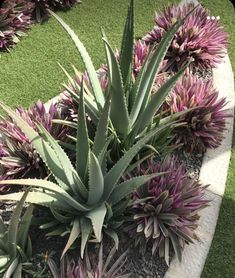 an aloena plant in a rock garden bed with purple flowers and green grass