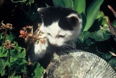 a black and white cat sitting on top of a rock next to green plants with flowers