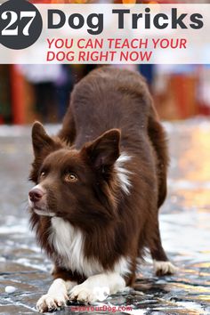 a brown and white dog standing on top of a wet ground with the words, 27 dog tricks you can teach your dog right now