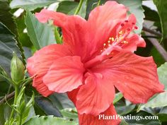 a red flower with green leaves around it