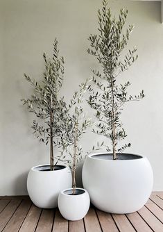 two white planters sitting on top of a wooden floor next to each other with olive trees in them