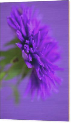 a purple flower with green leaves on it