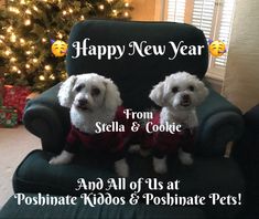 two white poodles wearing sweaters sitting on a chair in front of a christmas tree