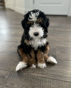 a small black and white dog sitting on top of a hard wood floor